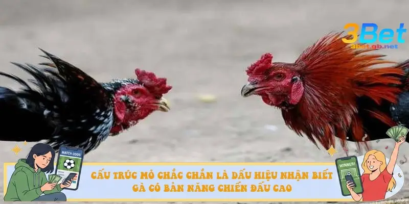 Cấu trúc mỏ chắc chắn là dấu hiệu nhận biết gà có bản năng chiến đấu cao