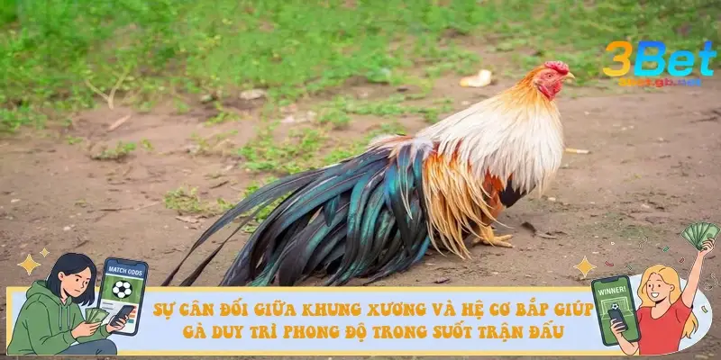 Sự cân đối giữa khung xương và hệ cơ bắp giúp gà duy trì phong độ trong suốt trận đấu