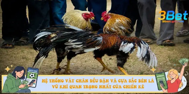 Hệ thống vảy chân đều đặn và cựa sắc bén là vũ khí quan trọng nhất của chiến kê