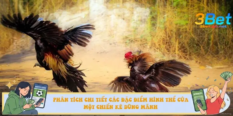 Phân tích chi tiết các đặc điểm hình thể của một chiến kê dũng mãnh