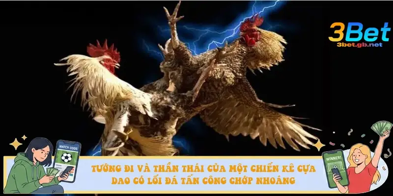 Tướng đi và thần thái của một chiến kê cựa dao có lối đá tấn công chớp nhoáng